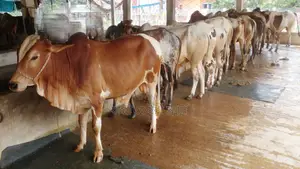 ১১৫৯ নং বাছাই কৃত ১০টি এড়ে ষাঁড় বাছুর গরু।