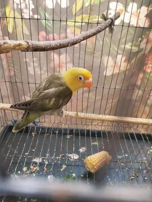Mauve Par Blue Opaline Lovebirds