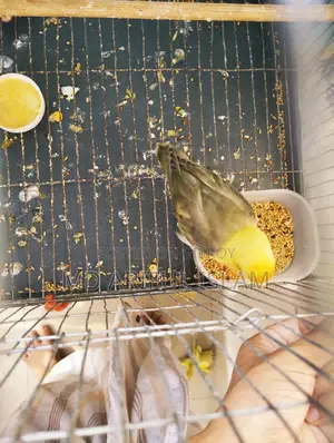 Mauve Par Blue Opaline Lovebirds