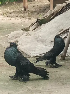Running Pouter Pigeons