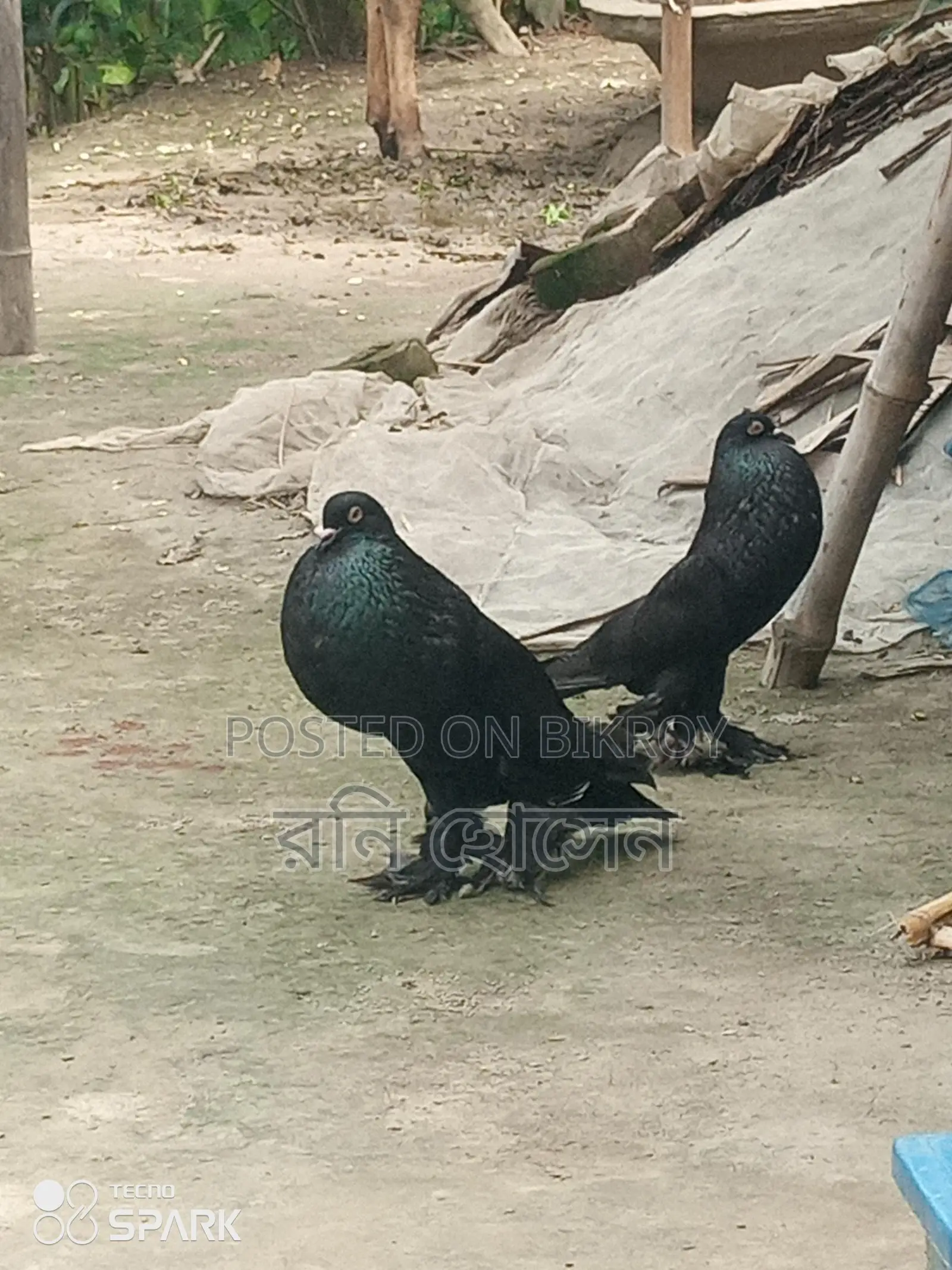 Running Pouter Pigeons
