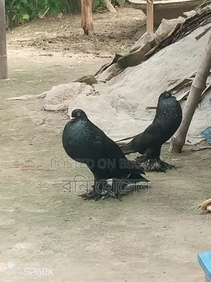 Running Pouter Pigeons
