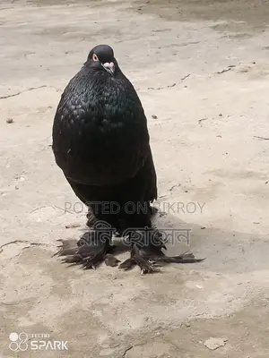 Running Pouter Pigeons