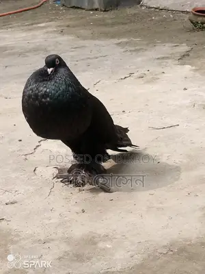 Running Pouter Pigeons