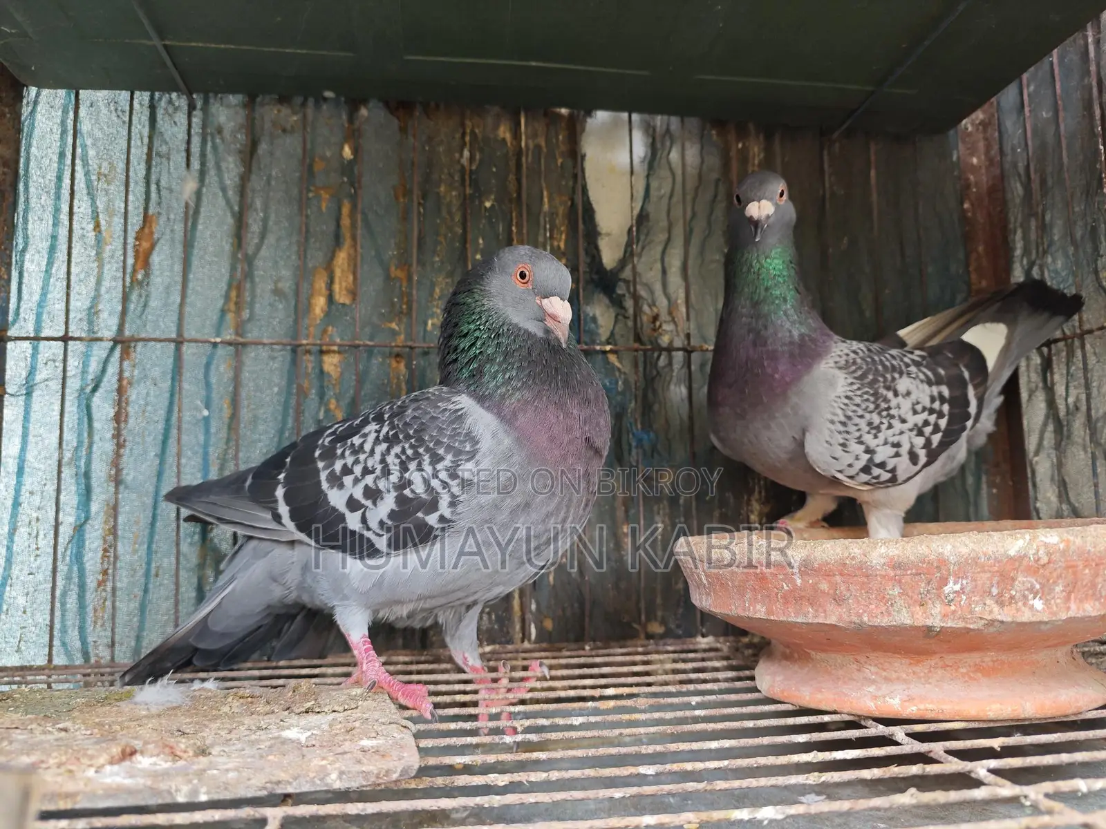Pigeons for Sale
