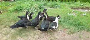৩মাস বয়সের চিনা হাঁস