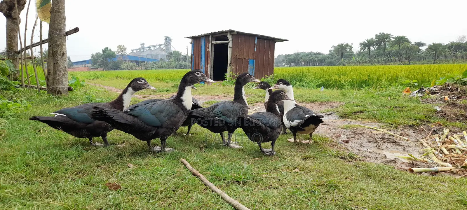 3-Month-Old Chinese Ducks
