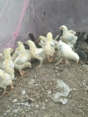 সৌখিন মুরগি