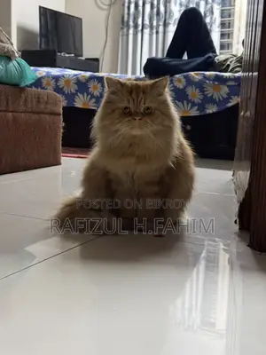 Persian Ginger Male