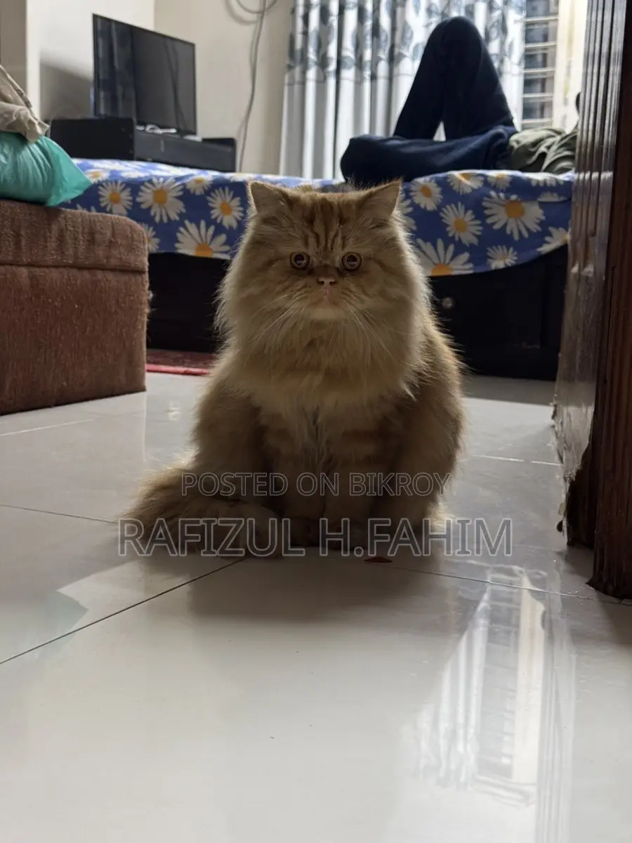 Persian Ginger Male
