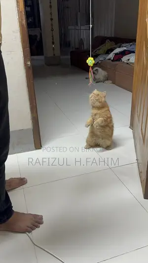 Persian Ginger Male