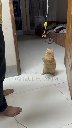 Persian Ginger Male
