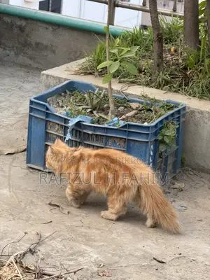 Persian Ginger Male