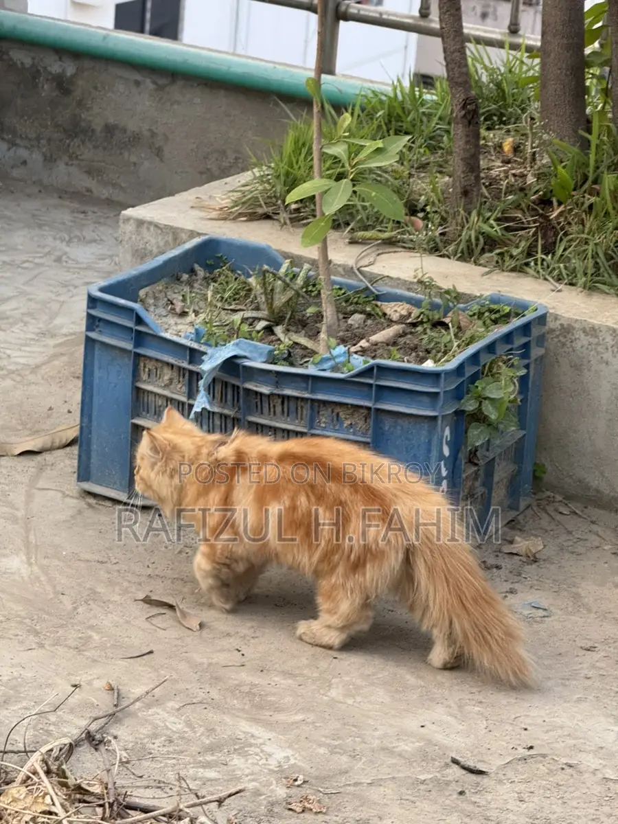 Persian Ginger Male