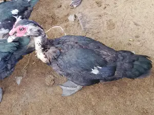 চীনা হাঁস