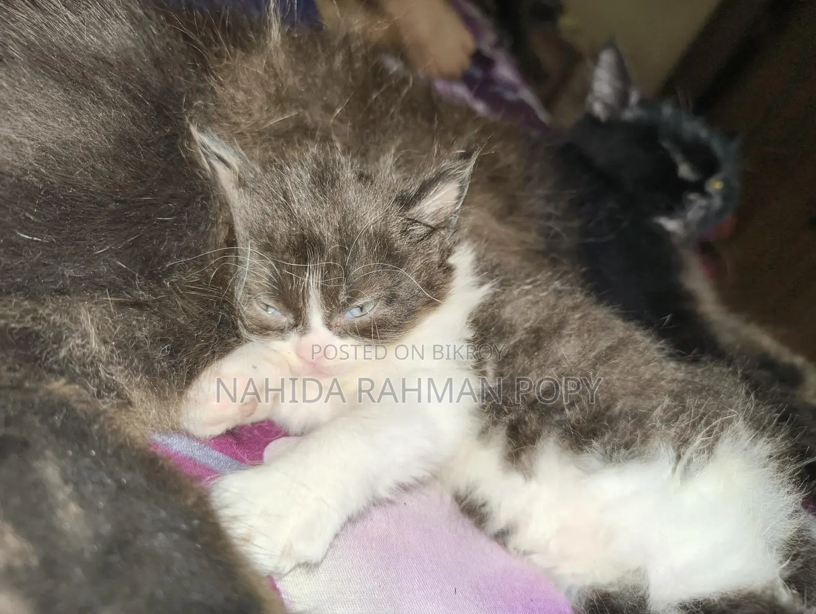 Kitten for Sale