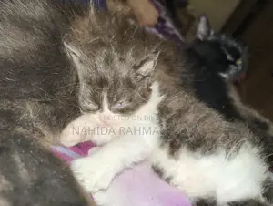 Kitten for Sale