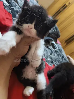 Kitten for Sale