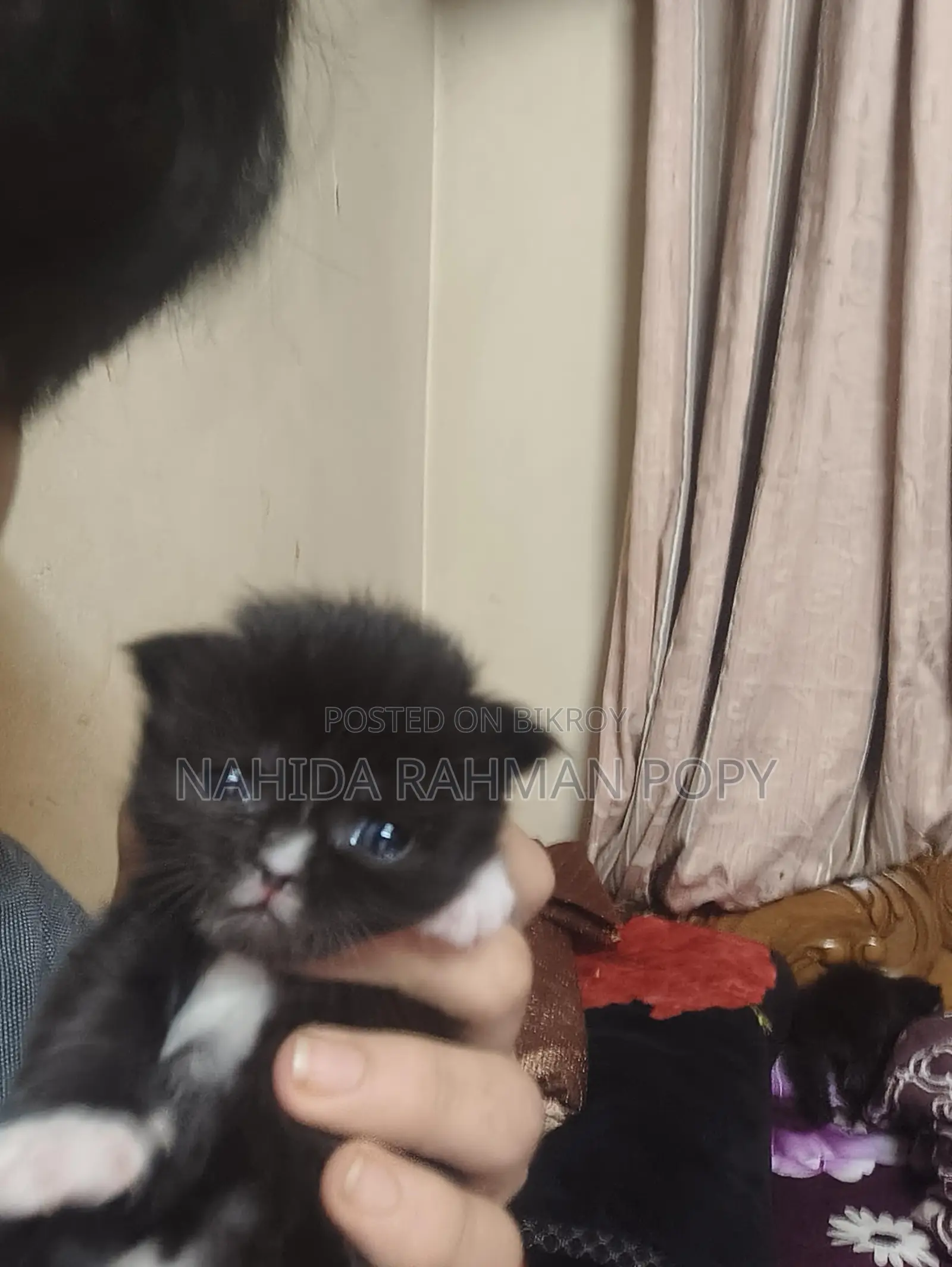 Kitten for Sale