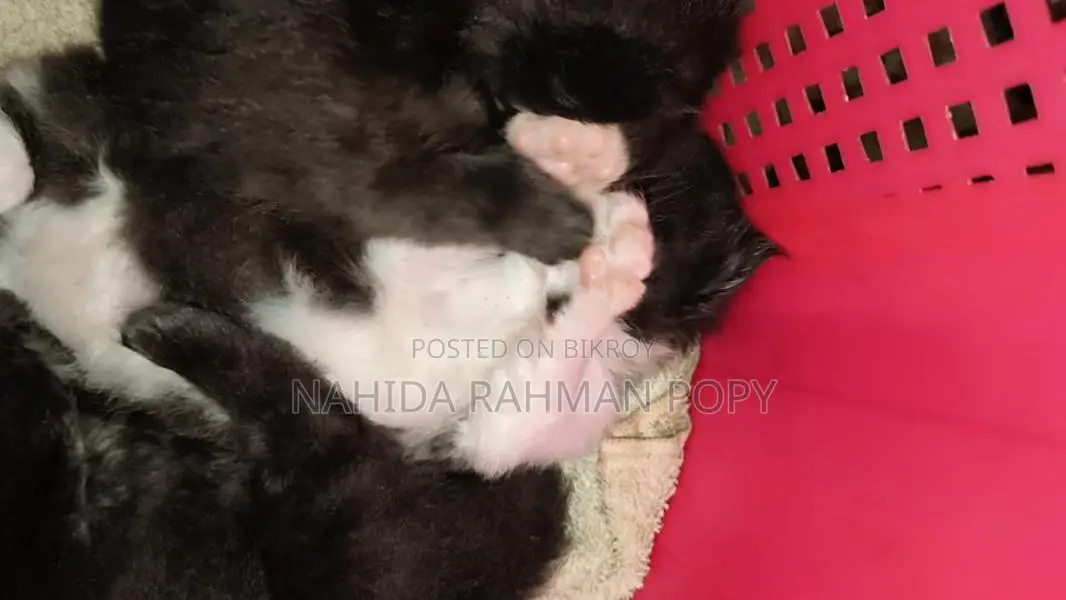 Kitten for Sale
