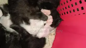 Kitten for Sale