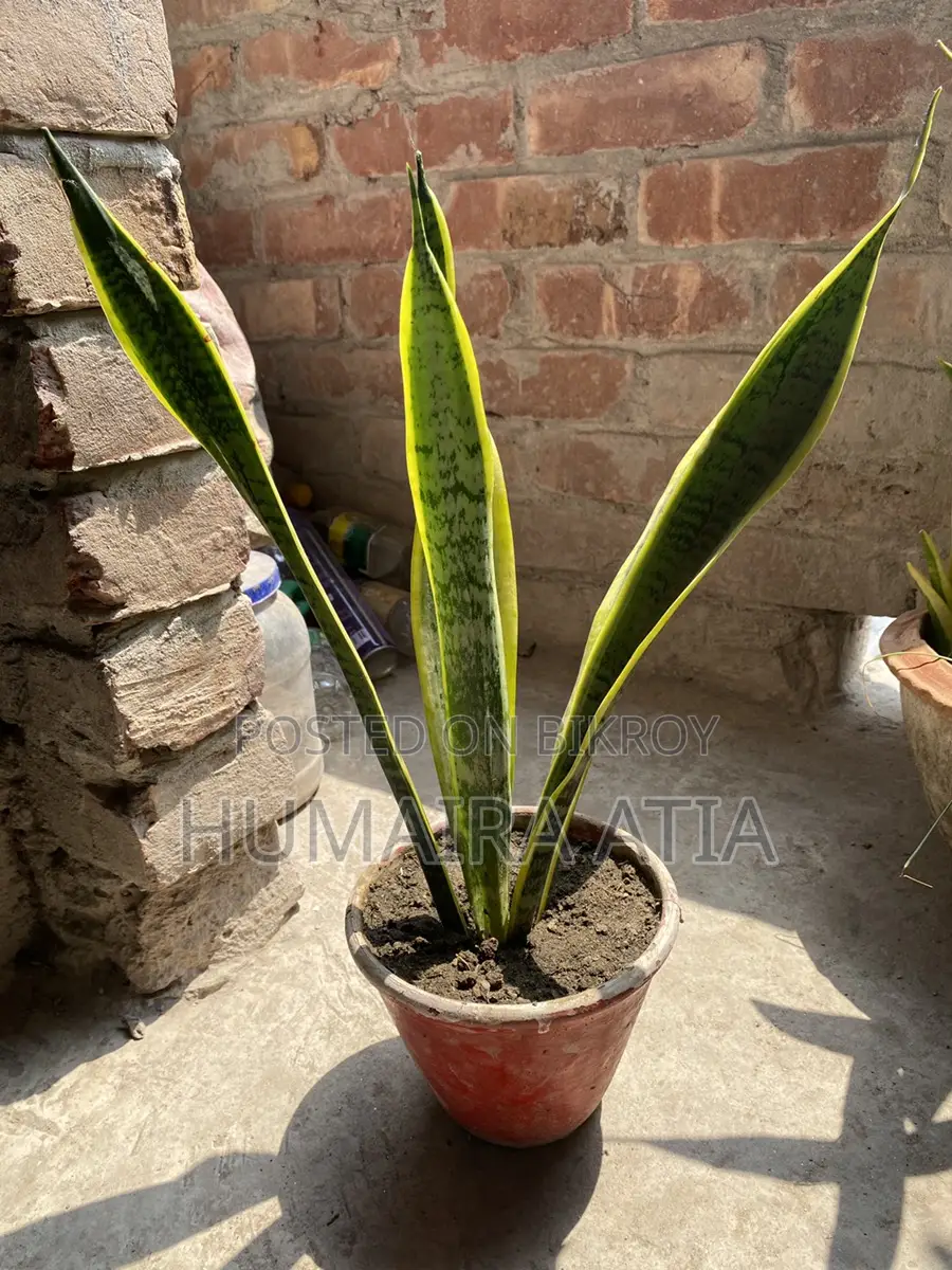 Snake Plant