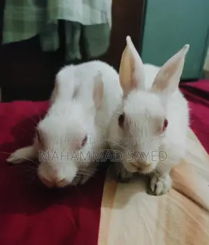 A pair of home-raised rabbits