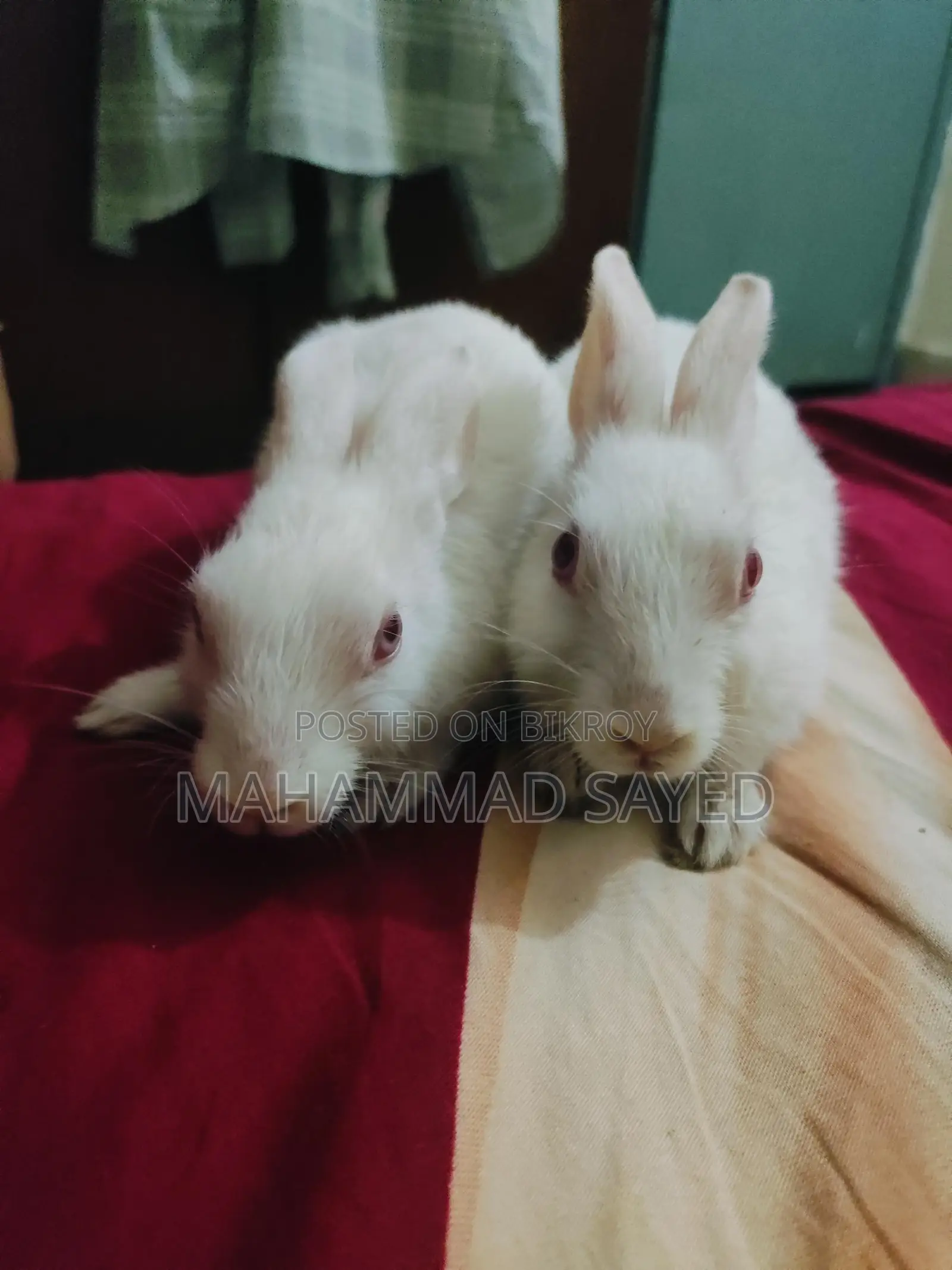 A pair of home-raised rabbits