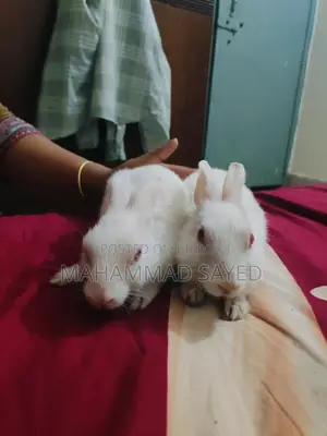 A pair of home-raised rabbits