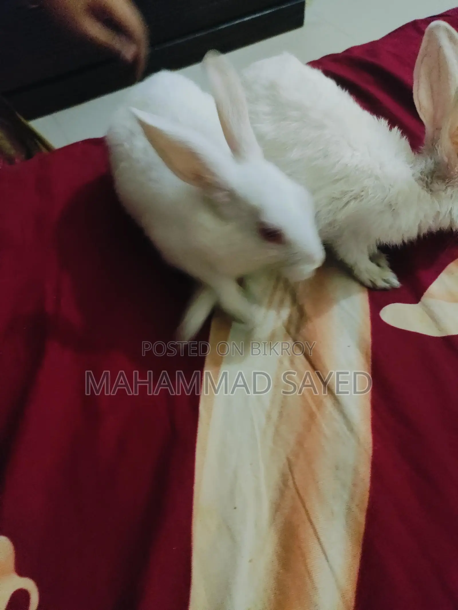 A pair of home-raised rabbits