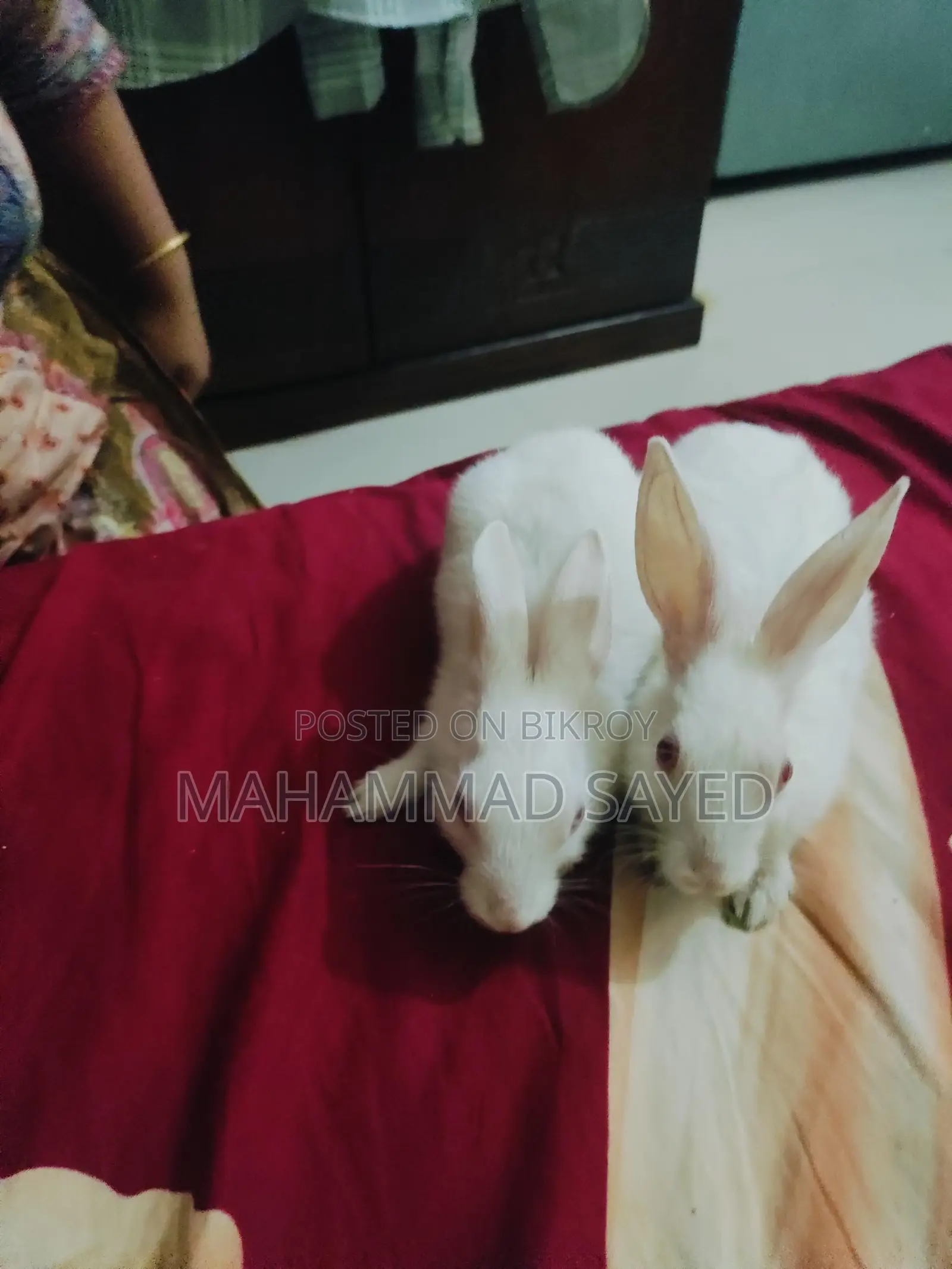 A pair of home-raised rabbits