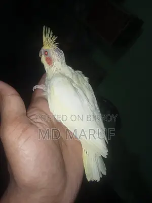Cockatiel Baby