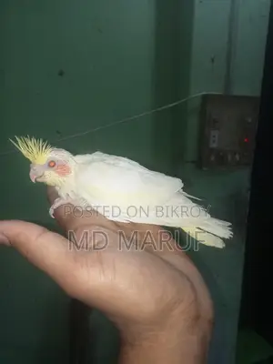 Cockatiel Baby