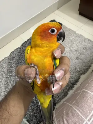 Sun Conure Adult Tame Bird - Male