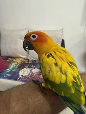 Sun Conure Adult Tame Bird - Male