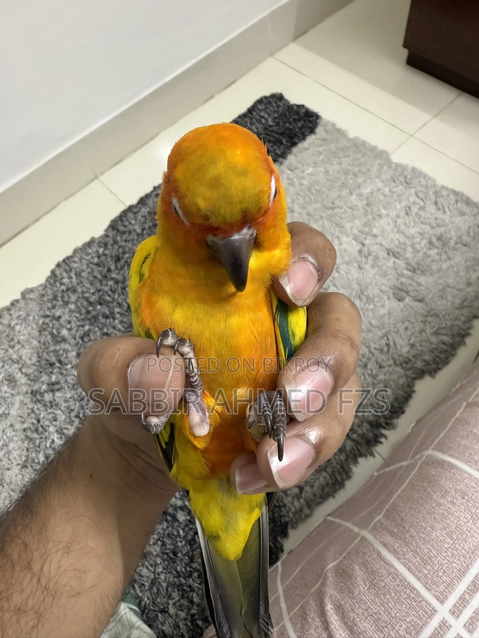 Sun Conure Adult Tame Bird - Male