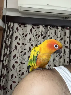 Sun Conure Adult Tame Bird - Male