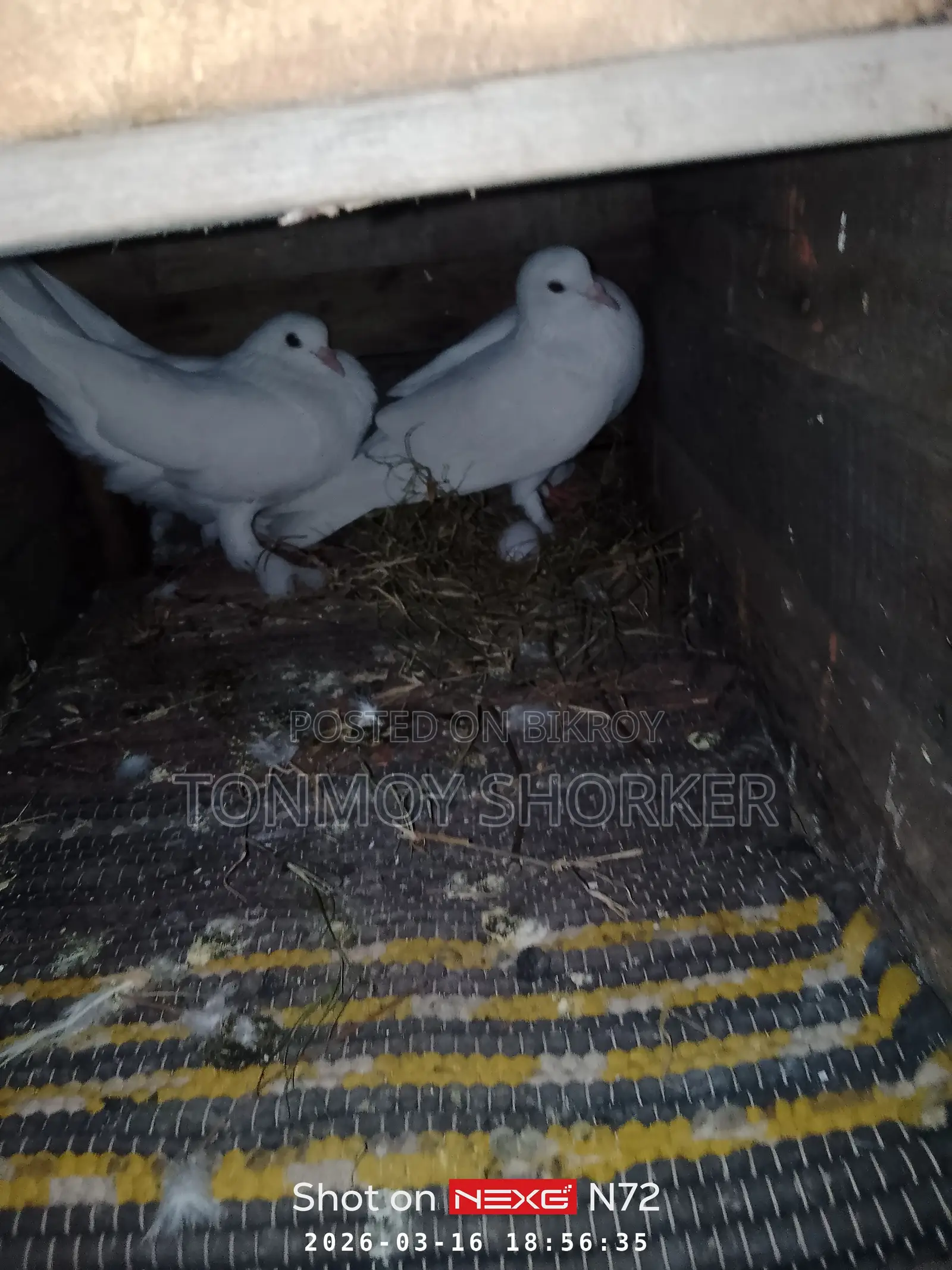 Pigeons for Sale