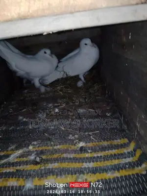 Pigeons for Sale
