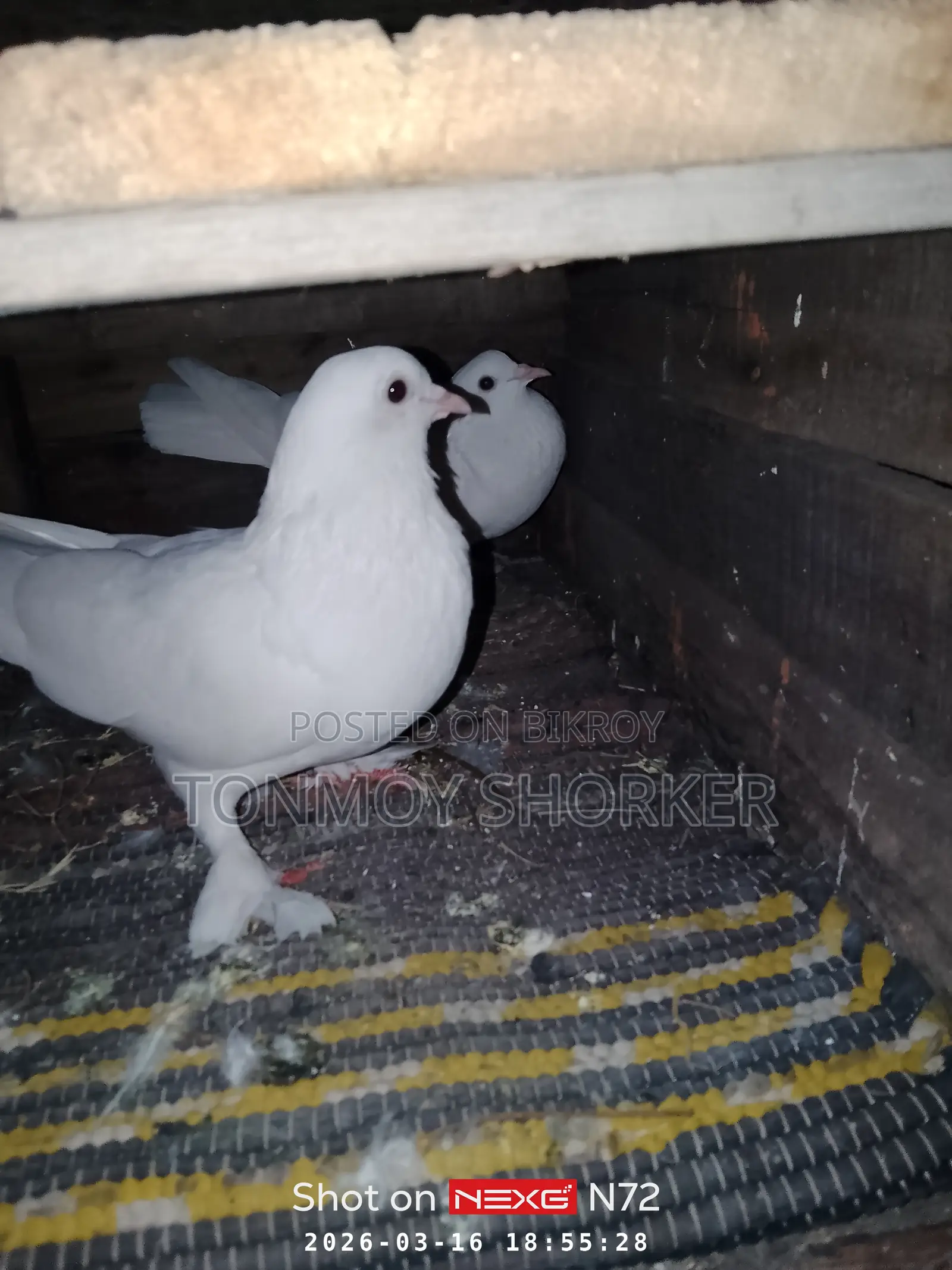 Pigeons for Sale