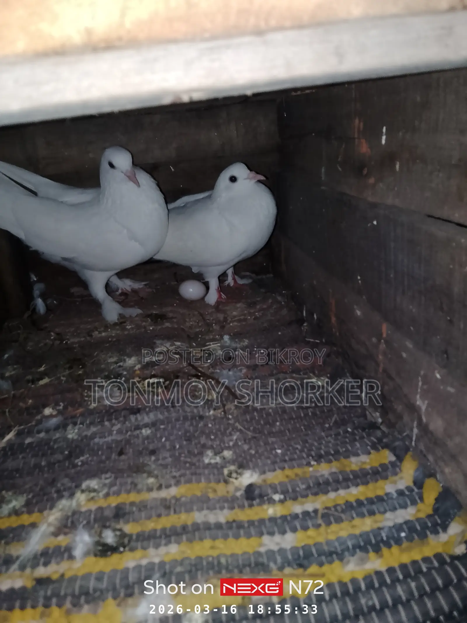 Pigeons for Sale