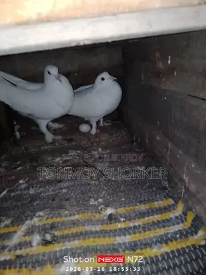 Pigeons for Sale