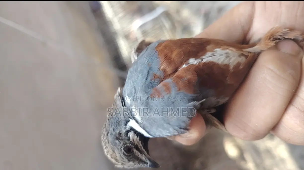 King Quail Egg কিং কোয়েল এর বীজ ডিম
