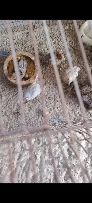 King Quail Egg কিং কোয়েল এর বীজ ডিম
