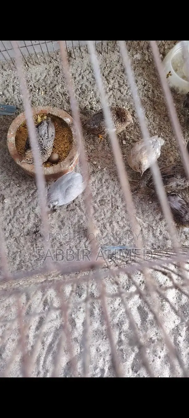 King Quail Egg কিং কোয়েল এর বীজ ডিম