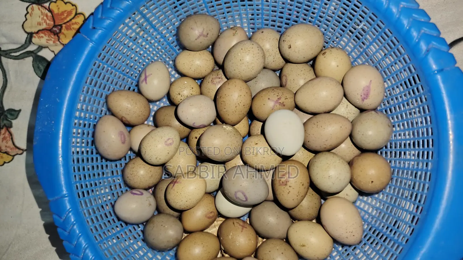 King Quail Egg কিং কোয়েল এর বীজ ডিম