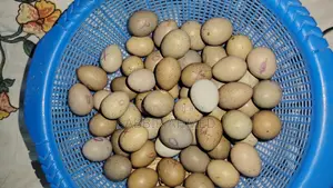 King Quail Egg কিং কোয়েল এর বীজ ডিম