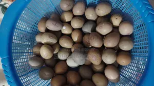 King Quail Egg কিং কোয়েল এর বীজ ডিম
