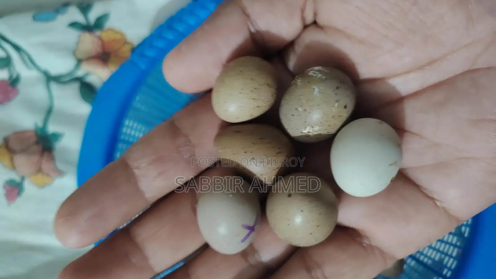 King Quail Egg কিং কোয়েল এর বীজ ডিম