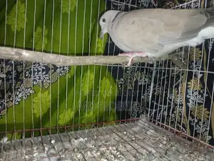 Assalamu Alaikum, I want to sell this dove
